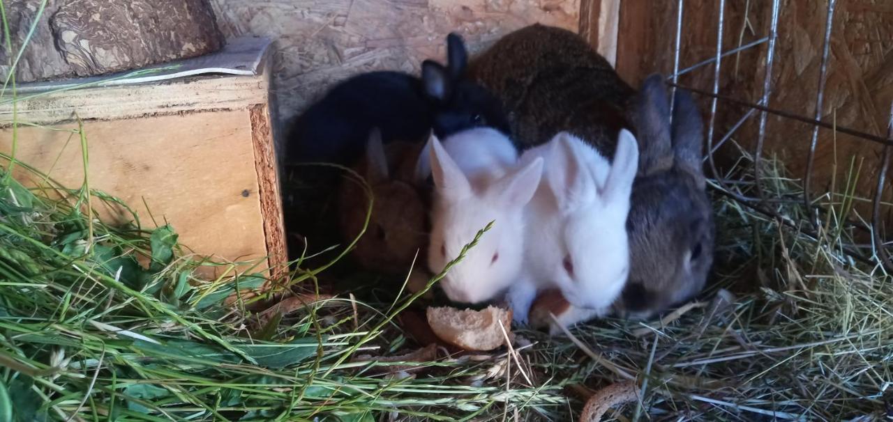 Maja Villa Guhrow Bagian luar foto